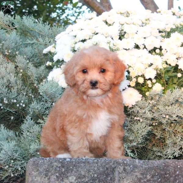 Dahlia, Forever Puppy